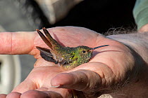 Buff-bellied hummingbird (Amazilia yucatanensis) in the hand prior to release, following bird ringing by Texas Parks and Wildlife. Southmost Preserve, The Nature Conservancy reserve, Brownsville, Texa...