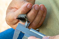 Black-crested titmouse (Baeolophus atricristatus) in the hand, biologist from Texas Parks and Wildlife measuring beak length during bird ringing session. Southmost Preserve, The Nature Conservancy res...