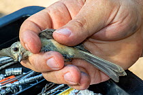 Black-crested titmouse (Baeolophus atricristatus) in the hand following capture in mist net and bird ringing. Southmost Preserve, The Nature Conservancy reserve, Brownsville, Texas, USA. July 2019.