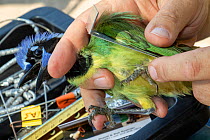 Green jay (Cyanocorax luxuosus) in the hand, biologist from Texas Parks and Wildlife measuring wing during bird ringing session. Southmost Preserve, The Nature Conservancy reserve, Brownsville, Texas,...
