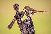 Long-billed thrasher (Toxostoma longirostre) pair perched on wooden post. Lower Rio Grande Valley, Linn, Hidalgo County, Texas, USA. July.