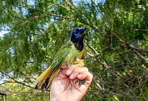 Green jay (Cyanocorax luxuosus) in the hand, ready for release following bird ringing by Texas Parks and Wildlife. Southmost Preserve, The Nature Conservancy reserve, Brownsville, Texas, USA. July 201...