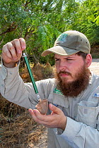 Texas Parks and Wildlife biologist weighing Buff-bellied hummingbird (Amazilia yucatanensis) during bird ringing session. Southmost Preserve, The Nature Conservancy reserve, Brownsville, Texas, USA. J...