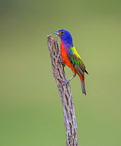 Painted bunting (Passerina ciris) male perched on branch. Lower Rio Grande Valley, Linn, Hidalgo County, Texas, USA. July.