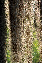 Spanish moss (Tillandsia usneoides). Santa Ana National Wildlife Refuge, near Alamo, Hidalgo County, Texas, USA. July.
