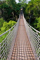 Rope bridge through tree tops. Santa Ana National Wildlife Refuge, near Alamo, Hidalgo County, Texas, USA. July 2019.