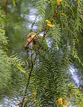 Monk parakeet (Myiopsitta monachus) feeding on Honey mesquite (Prosopis glandulosa) bean pod whilst perched in tree. Hidalgo Pump House, Hidalgo County, Texas, USA. July.