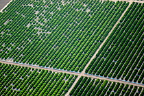 Citrus orchard, aerial view. McAllen, Hidalgo County, Texas, USA.