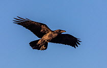 Chihuahuan raven (Corvus cryptoleucus) in flight over USA border from Mexico. Organ Pipe Cactus National Monument, Arizona, USA. November.