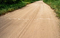 Texas indigo snake (Drymarchon corais erebennus) trail across dirt road. Southmost Preserve, Nature Conservancy Reserve, Brownsville, Texas, USA. July.