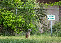 Coyote (Canis latran) howling within no-man&#39;s land, Southmost Preserve, The Nature Conservancy Reserve. The border wall separates 85% of the reserve from the United State&#39;s side of the barrier...