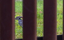 Black-tailed jackrabbit (Lepus californicus) viewed through border wall. Southmost Preserve, The Nature Conservancy Reserve. The border wall separates 85% of the reserve from the United State&#39;s si...