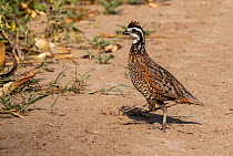 Bobwhite quail (Colinus virginianus) male crossing road. Southmost Preserve, Nature Conservancy Reserve, Brownsville, Texas, USA. July.