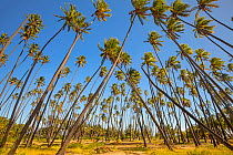 Kapuaiwa Coconut Beach Park, an ancient Hawaiian coconut grove planted in the 1860s during the reign of King Kamehameha V. With hundreds of coconut palm trees, this is one of the island's most recogni...