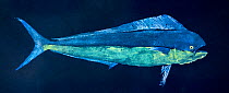 Fish print of a mahi-mahi also known as a dorado or dolphin fish. Gyotaku is the traditional Japanese method of printing fish, a practice which dates back to the mid-1800s. This form of printing was u...