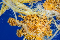 Sargassumfish (Histrio histrio) two living in floating polypropylene rope. Hawaii. Pacific ocean.