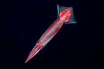 Japanese flying squid (Todarodes pacificus) at night, Yap, Micronesia.