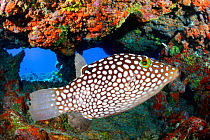 Hawaiian whitespotted toby (Canthigaster jactator) endemic, Hawaii.