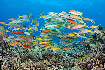 Yellowfin goatfish (Mulloidichthys vanicolensis) shoal hovering over the reef, Hawaii.