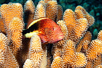Blackside hawkfish (Paracirrhites forsteri) on coral reef, Hawaii