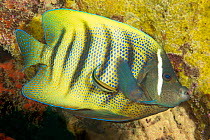 Six-banded angelfish (Holacanthus sexstriatus) carefully checked out by a cleaner wrasse, on a reef off the island of Yap, Micronesia.