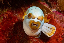 Blackspotted puffer or dog-faced puffer (Arothron nigropunctatus) with swollen stomach after heavy meal, Yap, Federated States of Micronesia.