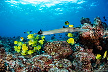 Reef scene with Trumpetfish (Aulostomus chinensis) and schooling Milletseed butterflyfish (Chaetodon miliaris) Hawaii.