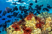 Slate pencil sea urchins (Heterocentrotus mammillatus) in Hawaiian reef scene with Black triggerfish (Melichthys niger) Hawaii.