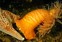 Swimming anemone (Stomphia coccinea) moving away from Leather star (Dermasterias imbricata) British Columbia, Canada.