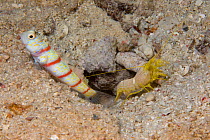 Red-banded prawn-goby (Amblyeleotris fasciata) sharing burrow with Shrimp (Alpheus bellulus) Yap, Micronesia.