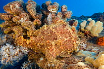 Commerson&#39;s frogfish (Antennarius commersoni) camouflaged in reef, Hawaii.