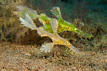 Roughsnout ghostpipefish (Solenostomus paegnius) male in front of the larger green female, Philippines, Tropical West Pacific Ocean.