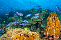 Reef scene with hard coral and creole wrasse (Clepticus parrai) on the Sea Aquarium House Reef off the island of Curacao in the Caribbean.