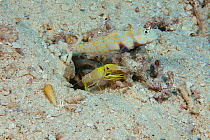 Black-chest shrimp goby (Amblyeleotris guttata) and Blind snapping shrimp (Alpheus ochrostriatus), symbiosis. As pictured here, the shrimp always keeps an antennae touching the goby. Fiji.