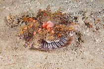 Upsidedown jellyfish (Cassiopea medusae) is resting bell down, tentacles up, on sandy bottoms off Wakaya Island, Fiji.