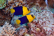 Blue and gold angelfish (Centropyge bicolor) pair, Fiji.