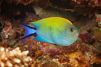 Black-spot angelfish (Genicanthus melanospilos) female, Fiji.