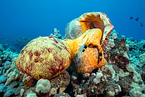 Triton trumpet shell (Charonia tritonis) attacking a Cushion starfish, (Culcita novaeguineae) Hawaii. It will first drill into the seastar, vacuum the interior and then finally engulf the outer portio...