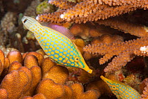 Longnose filefish (Oxymonacanthus longirostris) on a reef off the island of Yap, Micronesia.