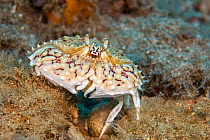 Common box crab (Calappa hepatica) Hawaii.