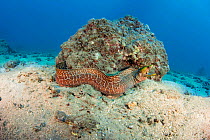 Undulated moray eel (Gymnothorax meleagris) It is unusual to find a moray eel out free swimming during the day. The more often hunt by night, Hawaii.