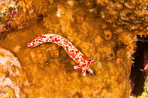 Sea star / Starfish (Linckia multifora) is regenerating itself from a single arm, Fiji.