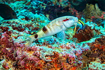 Manybar goatfish (Parupeneus multifasciatus) is mouth wide to be inspected by a bluestreak cleaner wrasse, Labroides dimidiatus, on a reef off the island of Yap, Micronesia.