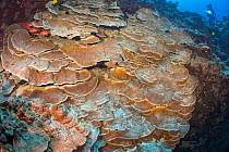 Plate and pillar coral (Porites rus) Kona Coast, Big Island, Hawaii.