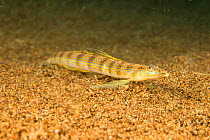 Spotted sand diver (Trichonotus setiger) Philippines.