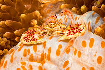 Two tiny mysid shrimp in front of a Porcelain crab, (Neopetrolisthes maculatus) in sea, Philippines.