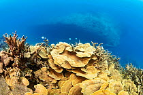 Delicate hard corals grow in tiers on the slope above the Circus Wreck,Yap, Micronesia.