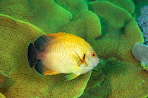 Pearlscale angelfish (Centropyge vrolikii) on a reef off the island of Yap, Micronesia.