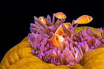 Common anemonefish (Amphiprion perideraion) associated with the anemone (Heteractis magnifica) Yap, Micronesia.