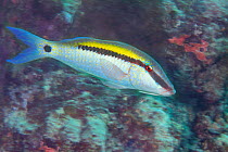 Dash-dot goatfish (Parupeneus barberinus) Yap, Micronesia.